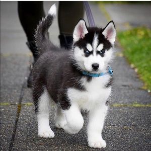 Meet your Posher, Chengli